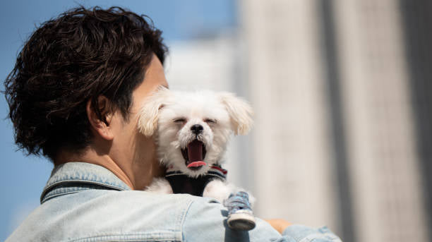 Why Do Dogs Yawn When You Pet Them?