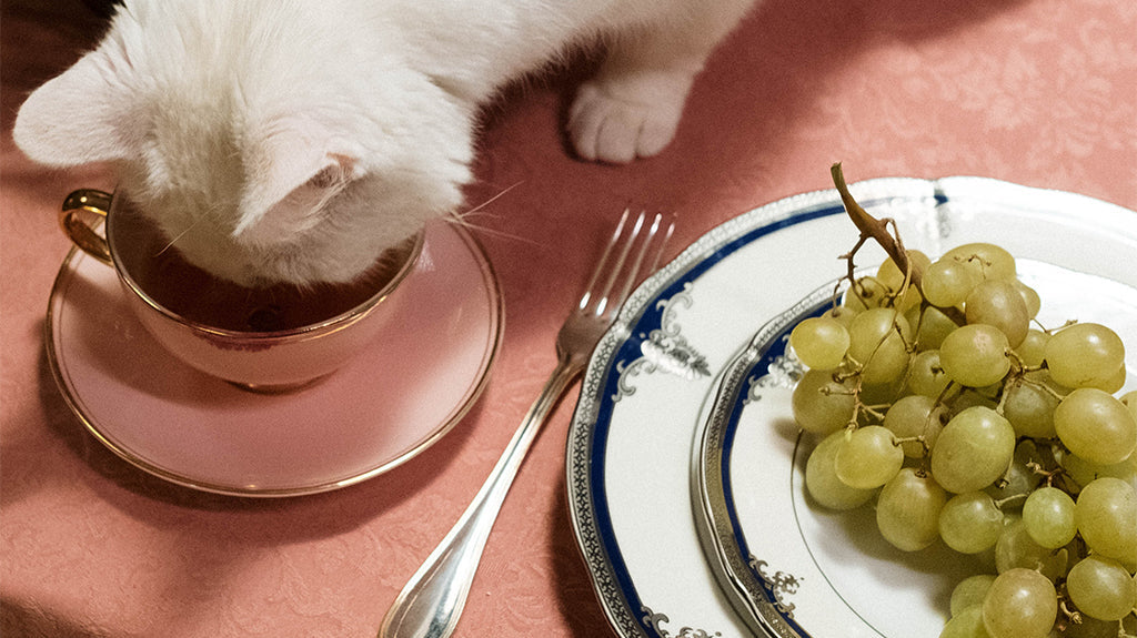 Why Do Cats Like Fish? Is Fish Bad For Cats?