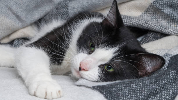 Cat Won’t Move From One Spot? 5 Sick Cat Symptoms