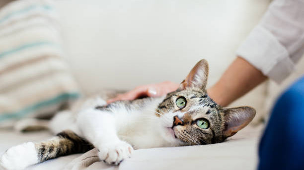 Do Cats Get Jealous? How To See The Signs