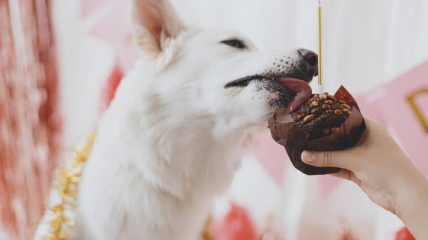 Can A Dog Eat White Chocolate? What To Do When Your Dog Eats White Chocolate?