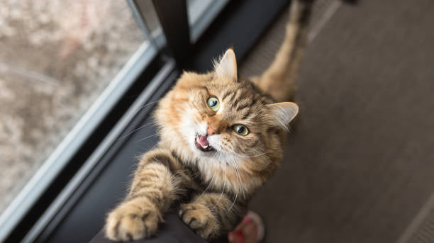 How To Discipline A Cat: Tips Every Owner Must Know