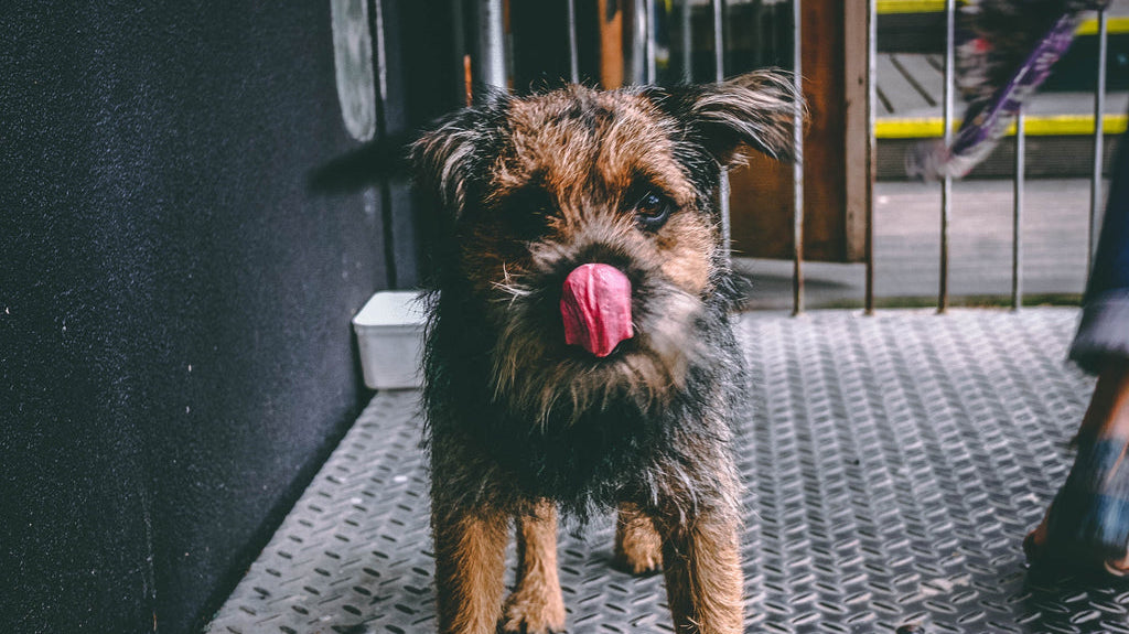 My Dog Keeps Licking His Lips And Swallowing? Reasons & Actions To Take