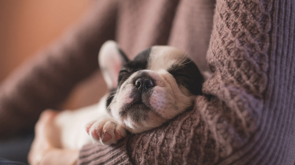 Mystery Debunk: Do Dogs Dream About Their Owners?
