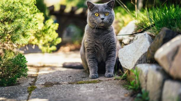 Why Do Cats Wander Off For Days? Reasons Why Your Cat Disappears