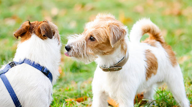 Why Do Dogs Lick Each Other?