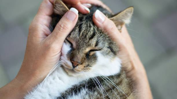 Why Won’t My Cat Cuddle With Me Anymore? Tips To Get Your Cat’s Affection