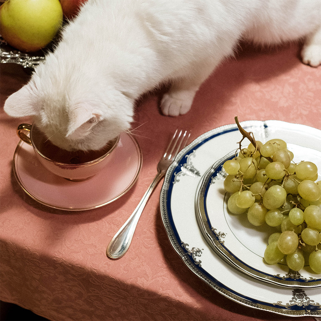 Why Do Cats Like Fish? Is Fish Bad For Cats?