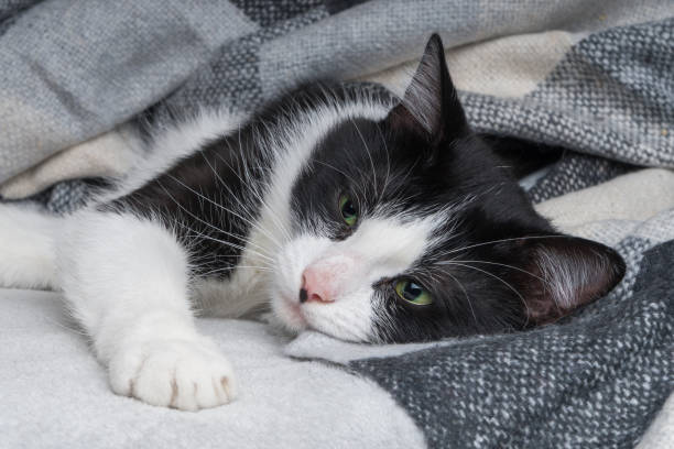 Cat Won’t Move From One Spot? 5 Sick Cat Symptoms
