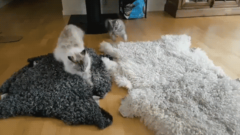 Why Do Your Cat Gets The Zoomies After Pooping?