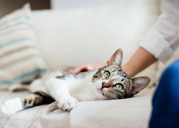 Do Cats Get Jealous? How To See The Signs