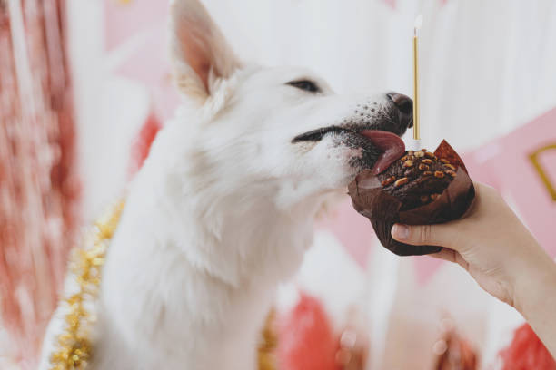 Can A Dog Eat White Chocolate? What To Do When Your Dog Eats White Chocolate?
