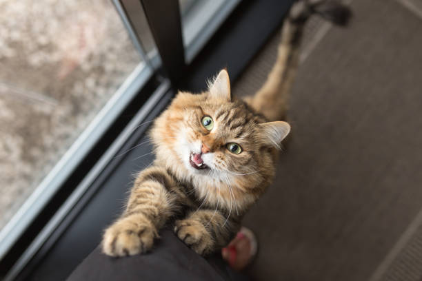 How To Discipline A Cat: Tips Every Owner Must Know