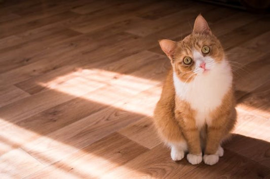 Why Do Cats Scratch The Floor? How To Stop This Behavior?