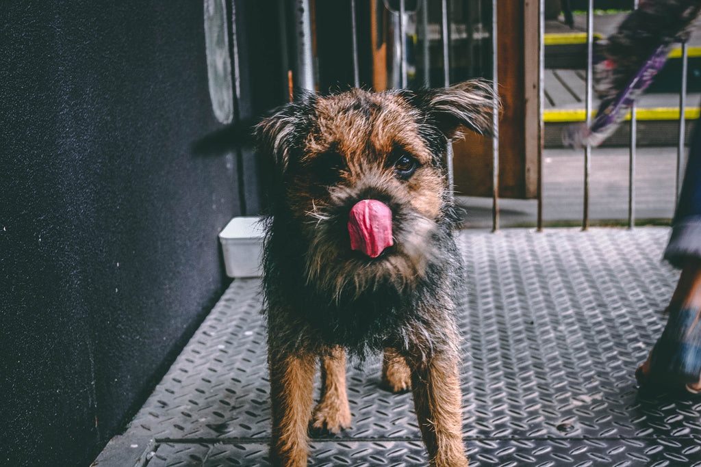 My Dog Keeps Licking His Lips And Swallowing? Reasons & Actions To Take