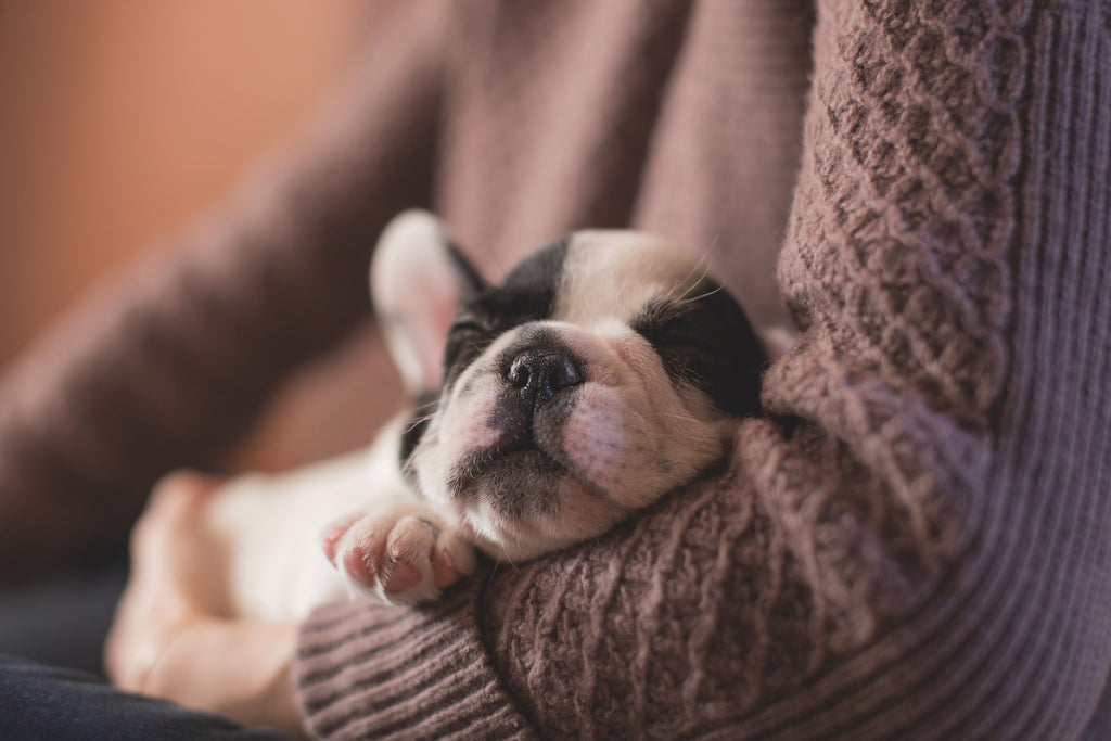 Mystery Debunk: Do Dogs Dream About Their Owners?