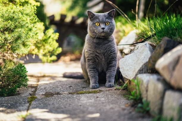 Why Do Cats Wander Off For Days? Reasons Why Your Cat Disappears
