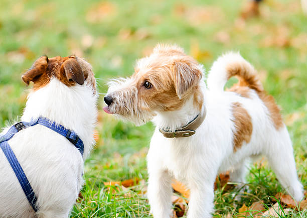 Why Do Dogs Lick Each Other?