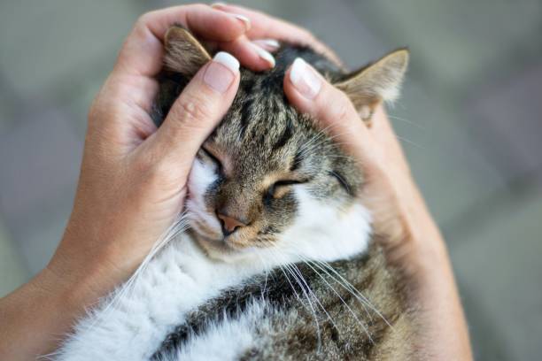 Why Won’t My Cat Cuddle With Me Anymore? Tips To Get Your Cat’s Affection